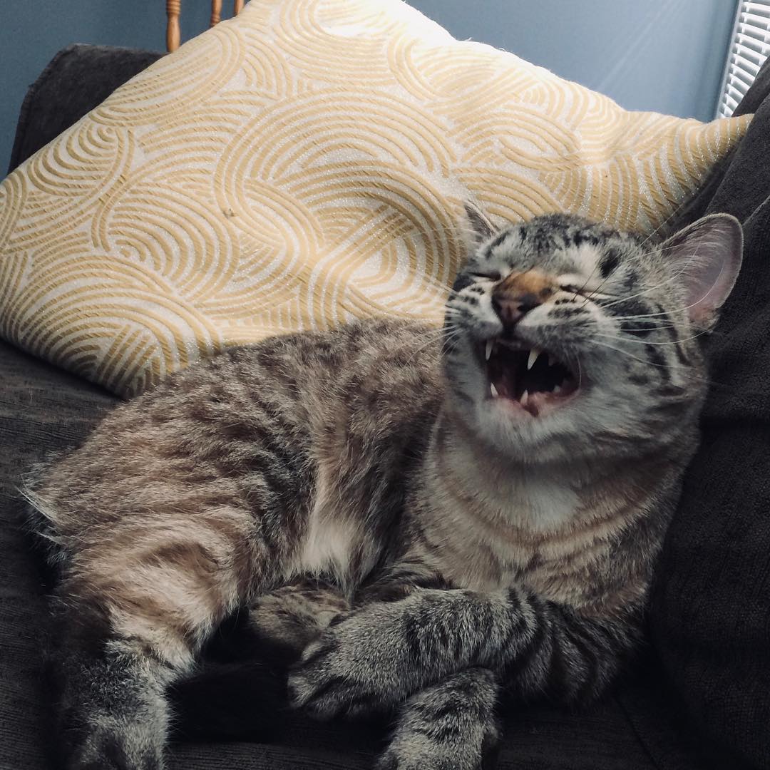 Cats Sneeze