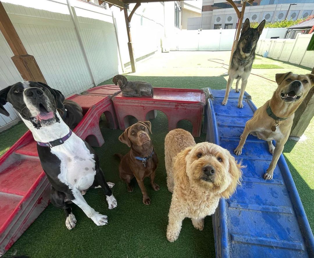 Dog Daycare